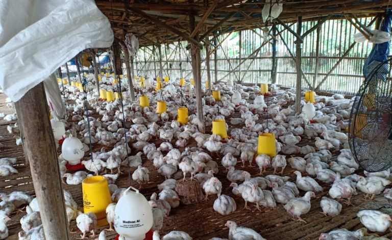 TTIC Kementan Serap Ayam Peternak Mandiri untuk Dongkrak Harga