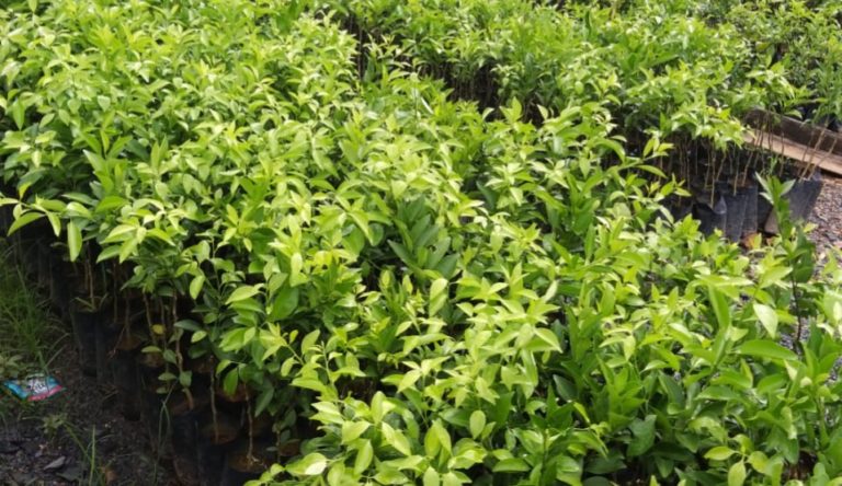 Kementan Targetkan Fasilitasi Pengembangan Jeruk Sambas dari Hulu Hingga Hilir