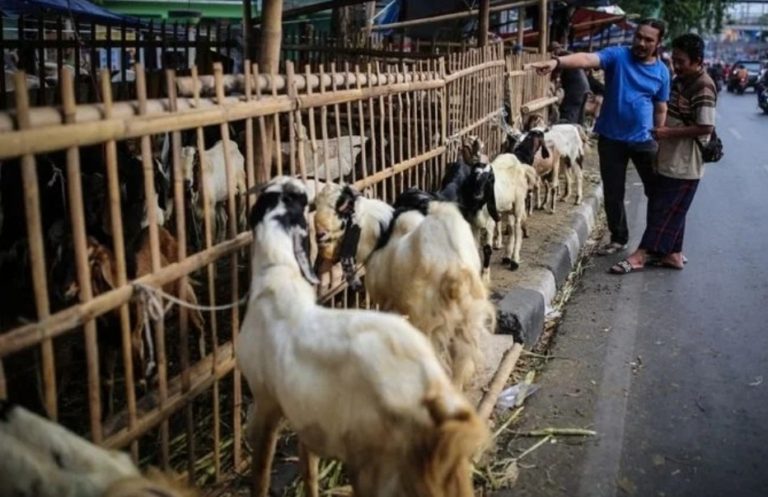 Kebijakan Anies Larang Jualan Hewan Kurban di Trotoar Dikritik