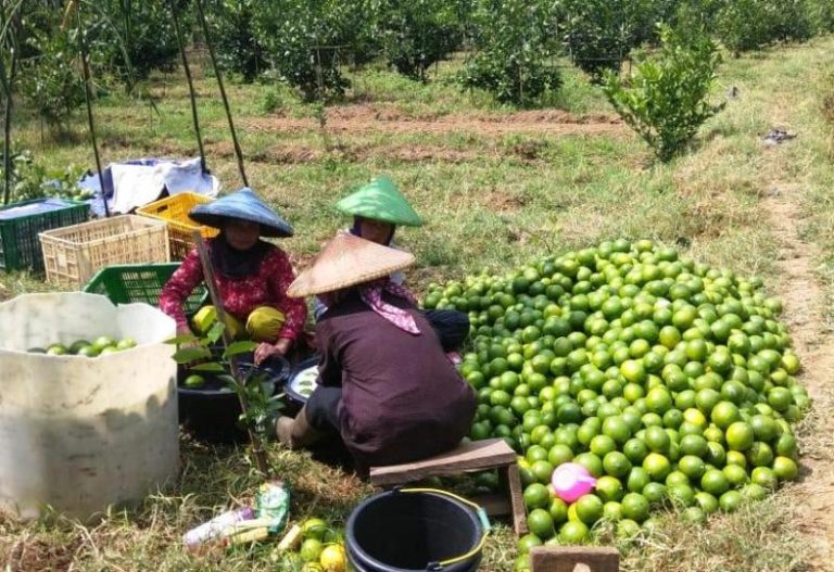 Manis dan Segarnya Budidaya Jeruk Lemon