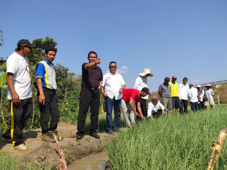 Pakai Metode BAMELE, Petani Bawang di Nganjuk Raup Keuntungan Berlipat Ganda