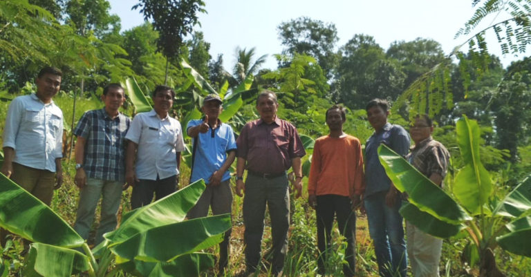 Peluang Bisnis Pisang dari Pesisir Pangandaran