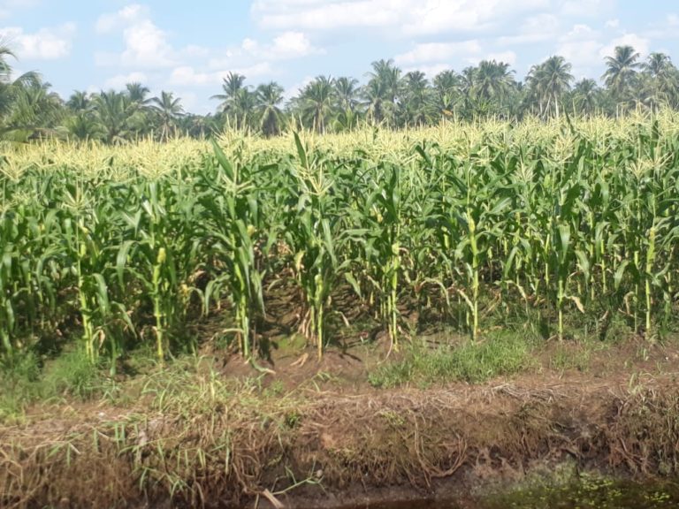 Antisipasi dan Waspada Spodoptera frugiperda pada Tanaman Jagung Manis