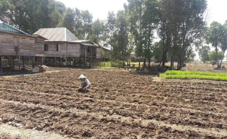 Petani Ogan Ilir Semangat Menanam Cabai di Lahan Rawa