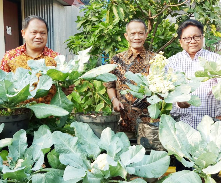 Obor Pangan Lestari, Upaya Kementan Bangun Ketahanan Pangan Nasional