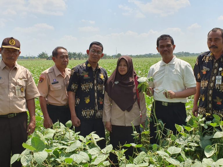 Upaya Kementan Menjamin Penyediaan Benih Kedelai Bersertifikat