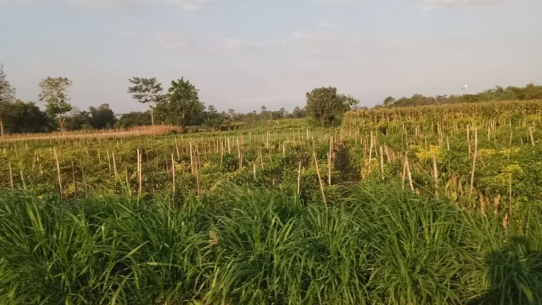 Tumpang Sari dan Tumpang Gilir Cabai: Satu Lahan Untung Ganda