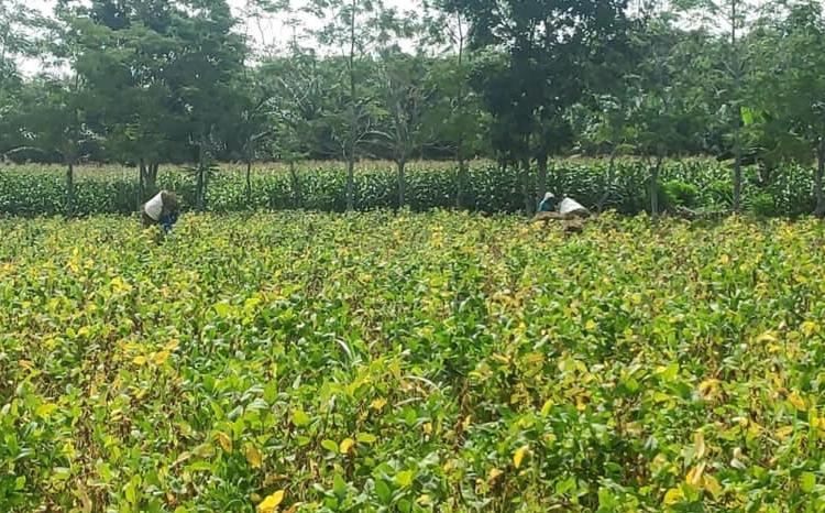 Kementan terus pacu produksi kedelai lokal