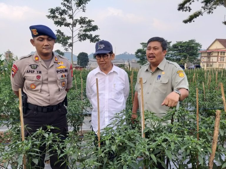 Kementan Lakukan Serangkaian Langkah Taktis dan Strategis Amankan Pasokan Cabai