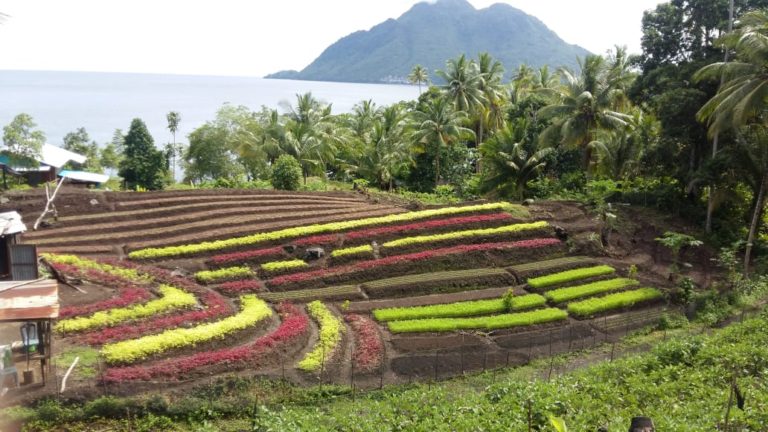 Budidaya Organik Kini jadi Harapan Baru Petani Holtikultura