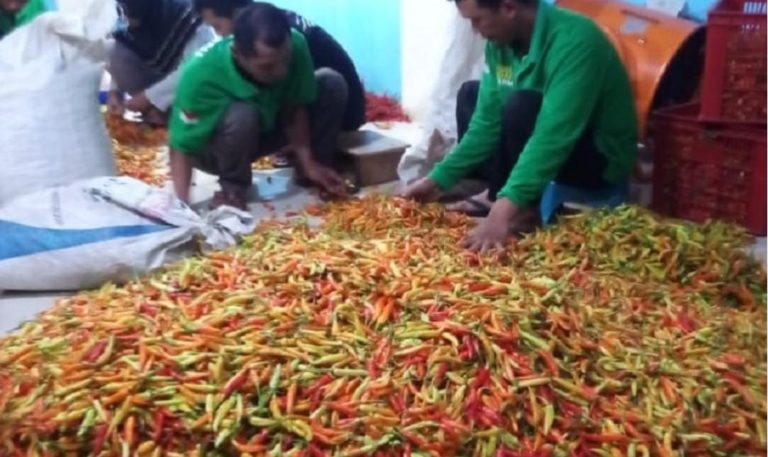 Kementan Gerak Cepat Stabilkan Harga dan Stok Cabai ke Masyarakat
