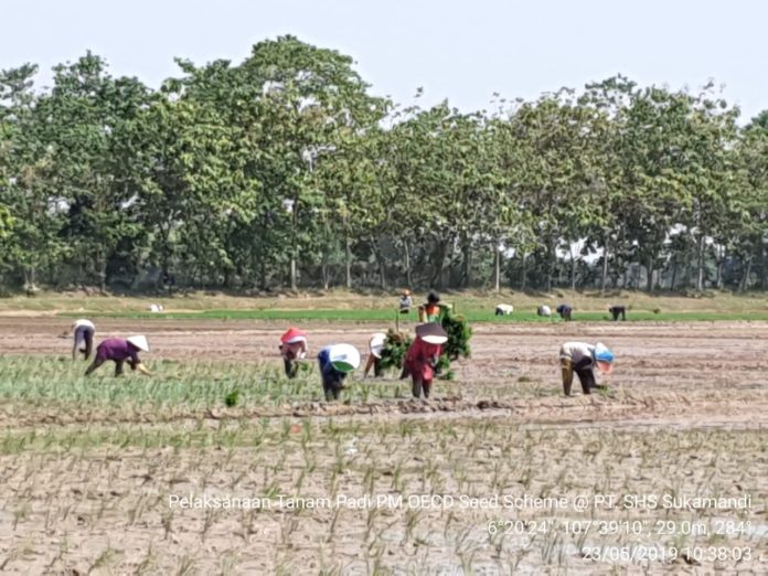 Kementan Tingkatkan Jaminan Mutu  Benih Tanaman Pangan 