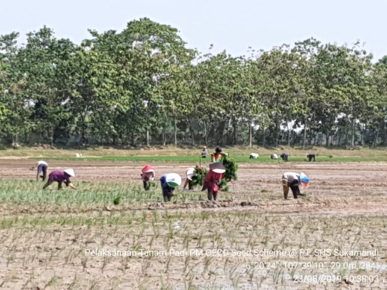 Kementan Tingkatkan Jaminan Mutu Benih Tanaman Pangan Untuk Kemaslahatan Petani