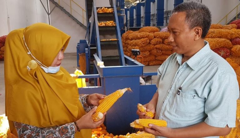Kementan Uji Petik Mutu untuk Jamin Benih Berkualitas