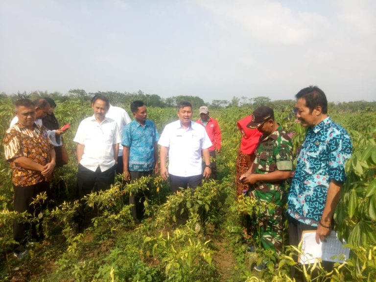Siasati Musim Kemarau, Ditjen Hortikultura Pacu Pengembangan Varietas Cabai Unggul