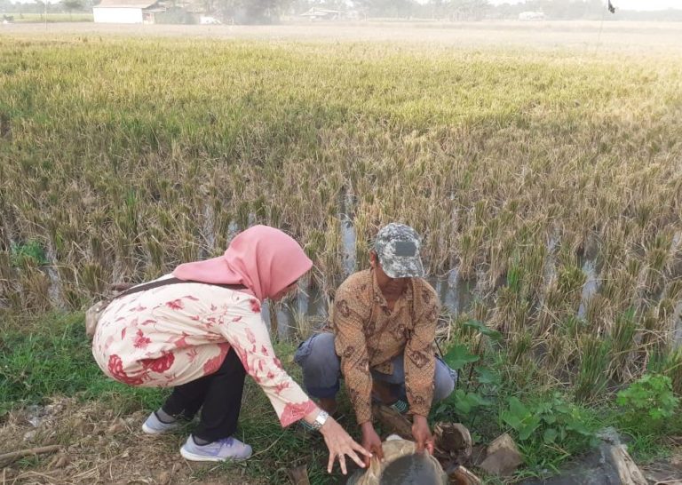 Subang Dukung Upaya Kementan Tanam Padi Gogo Sawah di Musim Kemarau