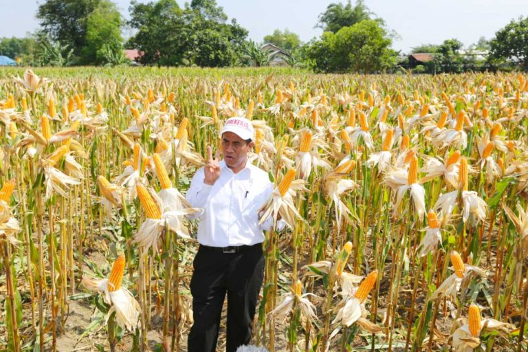 Produksi dan Kualitas Jagung Indonesia Tidak Kalah Saing dengan Impor