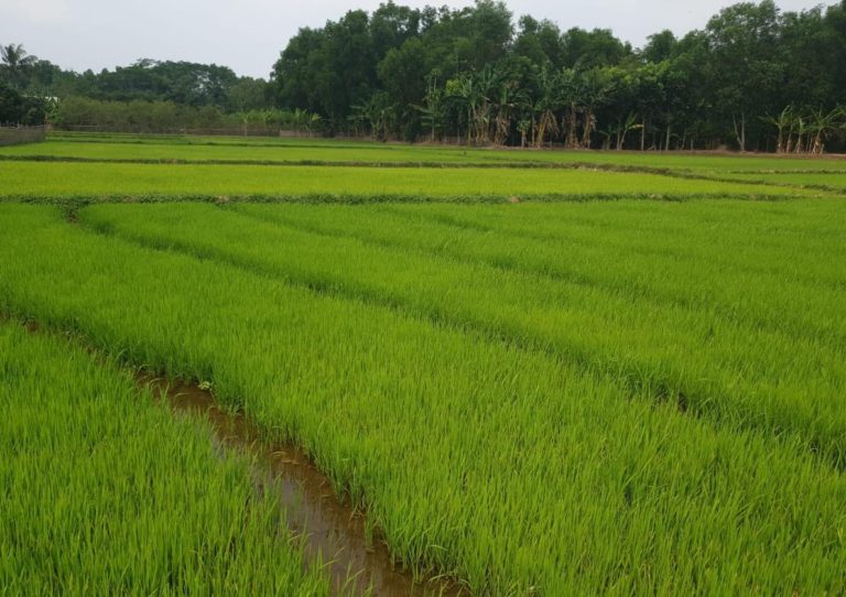 Dukung program Kementan, Kabupaten Bekasi Genjot Tanam Padi Gogo di Lahan Kering