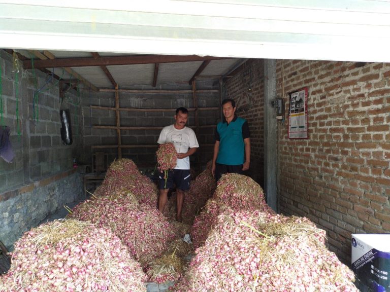 Harga Bawang Merah di Bantul Normal