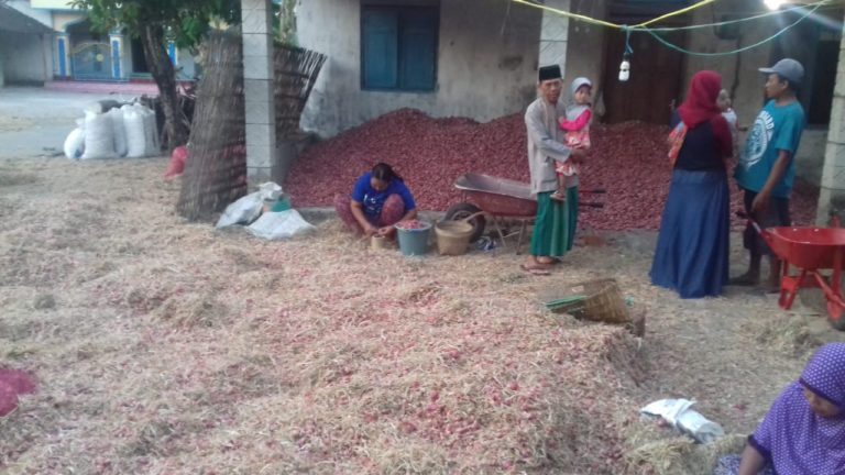 TTIC Kementan Respon Anjloknya Harga Bawang Merah dengan Membeli Bawang Petani