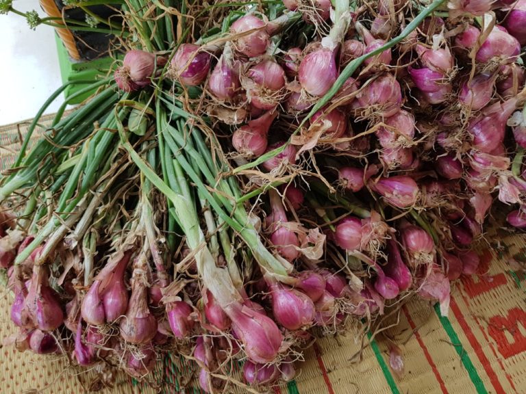 BKP Kementan Bertekad Membantu Petani Bawang Merah
