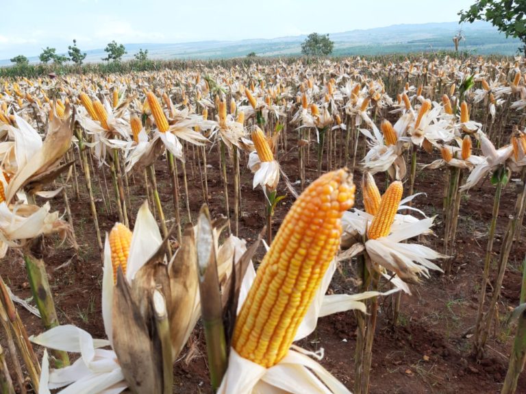 Dukung Pemberantasan Narkoba, Kementan Galakan Tanam Jagung