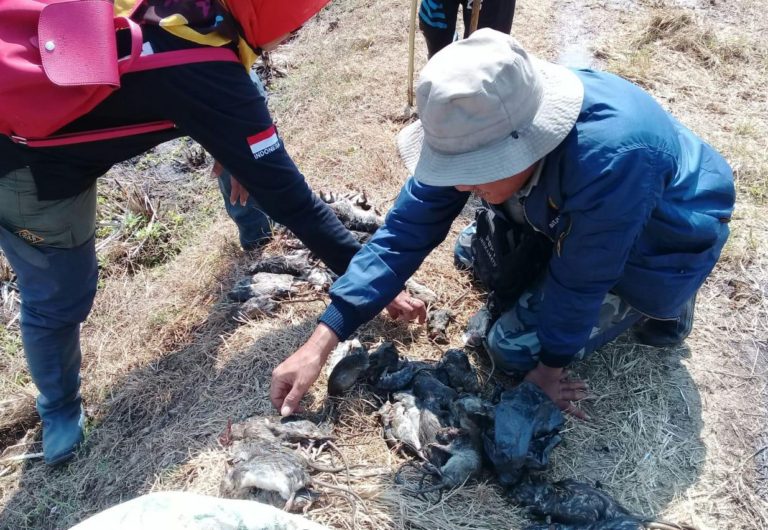Kementan Terus Kendalikan Hama Tikus Pada Tanaman Padi