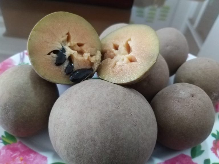 Sawo Organik Blora Dilirik Negeri Pasar Amerika Serikat