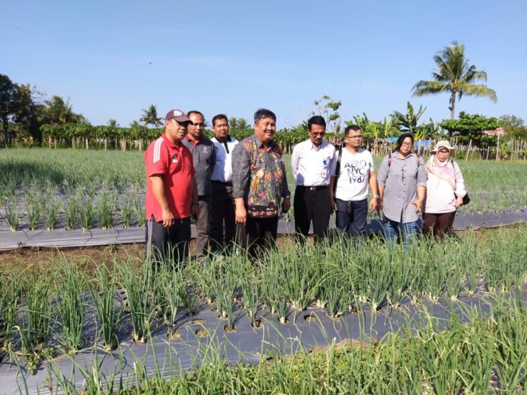 Kementan : Ibu Kota Baru RI Siap Mandiri Buah dan Sayur