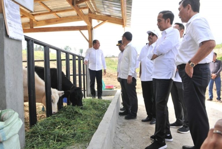 Jokowi Berencana Ambil Alih Tanah Konsesi yang Terlantar di Kawasan Toba
