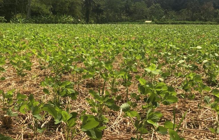 Lebih Untung, Kementan Dorong Petani Cianjur Tanam Kedelai