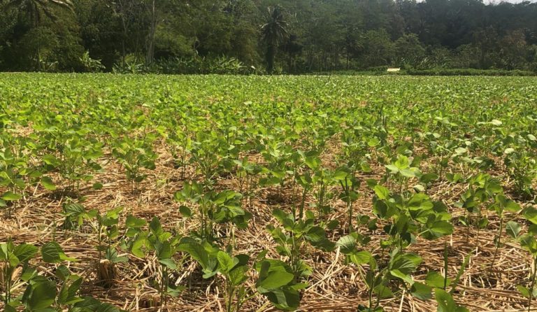 Kementan Dukung Petani Nganjuk Tanam Kedelai Sebelum Bawang Merah