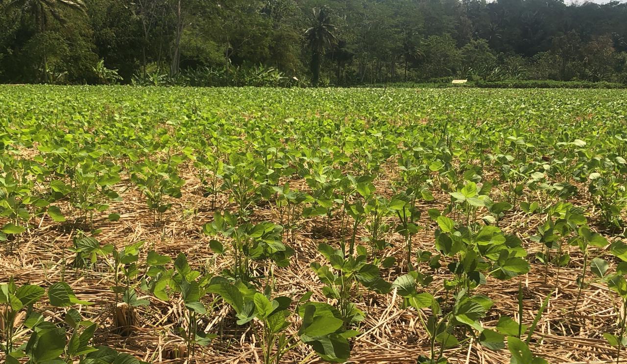 Kementan Dukung Petani Nganjuk Tanam Kedelai  Sebelum 