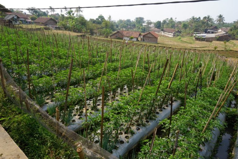 Tumpang Sari, Jawaban Fluktuasi Harga Cabai