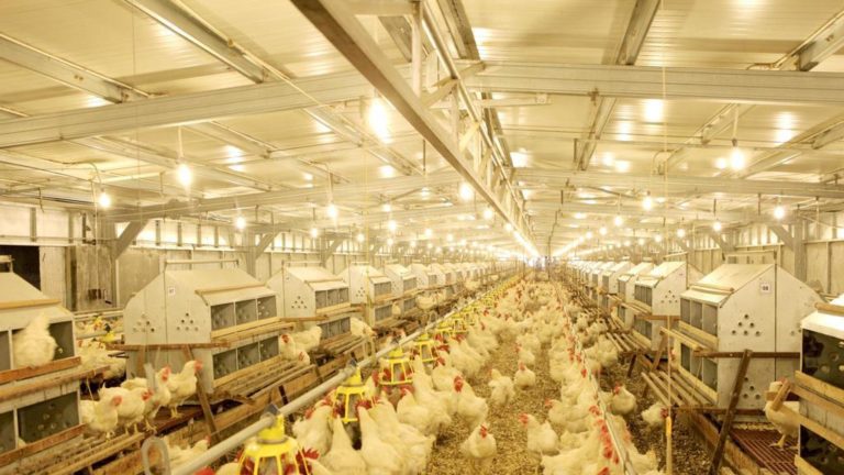 Kemampuan Indonesia Penuhi Kebutuhan Protein Hewani Dalam Negeri