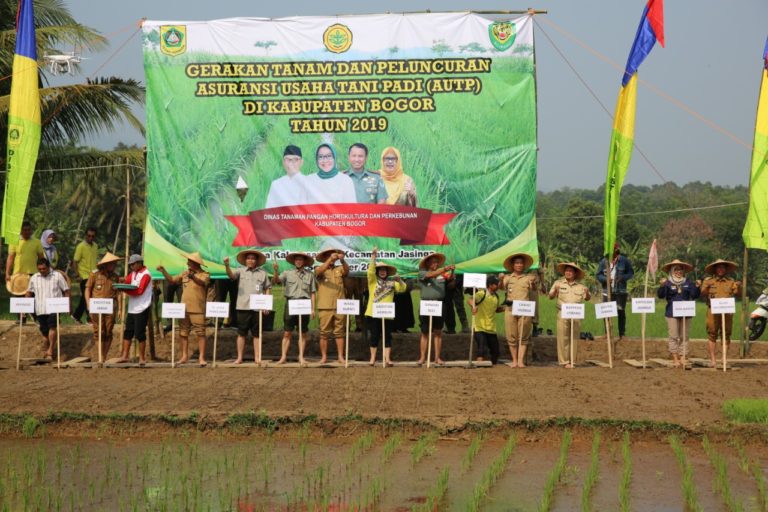 Petani Padi di Jasinga Bisa Tanam Tiga Kali Setahun