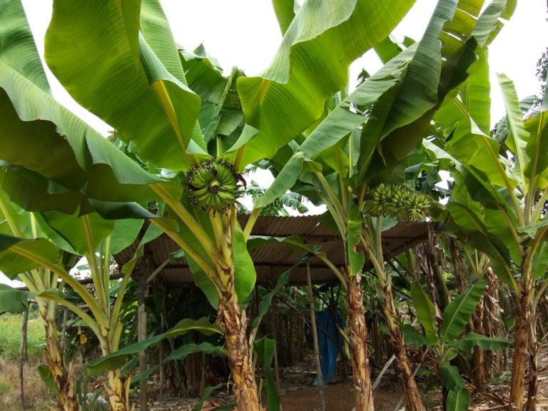 Pisang Asal Barelang Berpotensi Masuk Pasar Impor