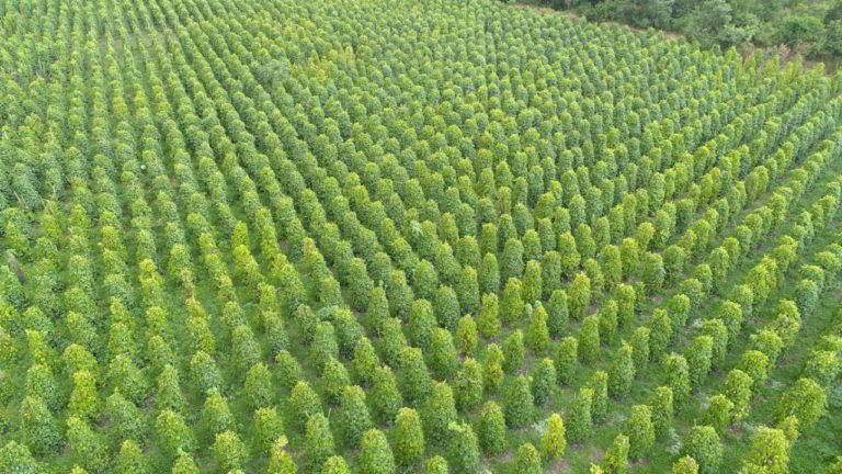 Tahun 2019, Ekspor Perkebunan dan Peternakan Tumbuh Di Atas 4 Persen