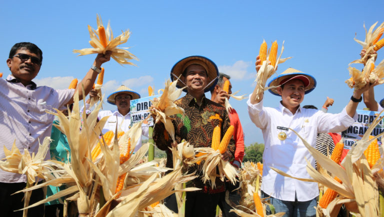 Produksi Jagung di Nganjuk Diklaim Raup Rp 1 Triliun