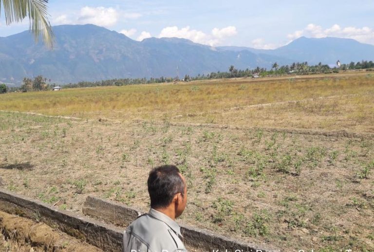 Sulteng Semangat Tambah Areal Tanam Pajale Pasca Gempa dan Likuifaksi
