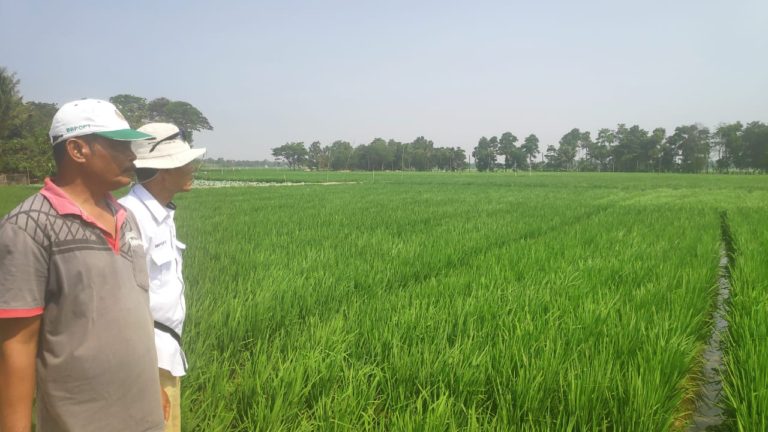 Kementan-Dinas Pertanian Karawang kawal Serangan OPT Padi Sampai Tuntas