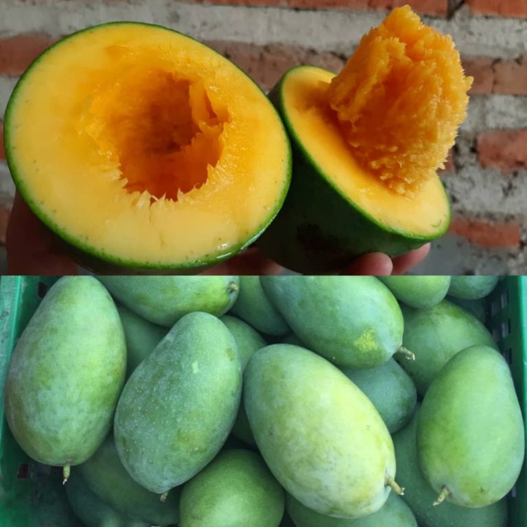 Mangga Organik Sejahterakan Petani Pasuruan