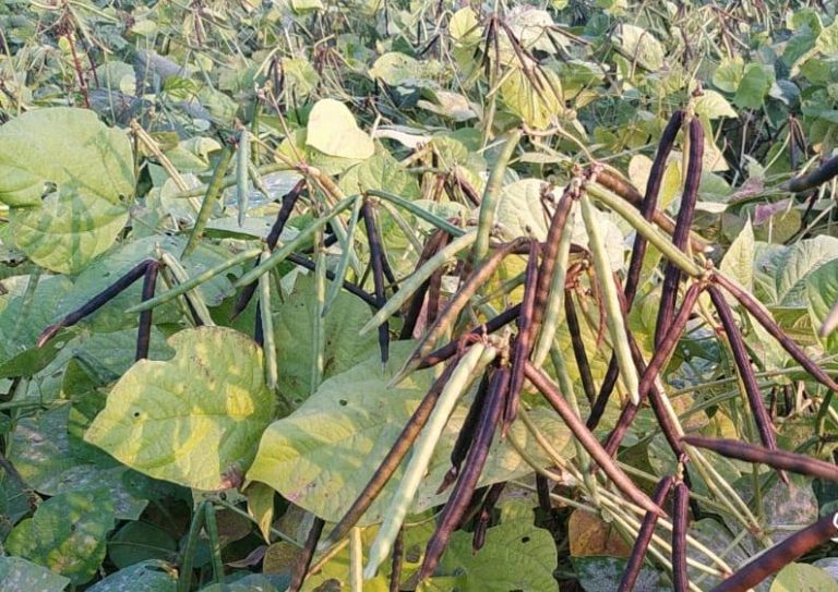 Prospek Menggiurkan Budidaya Kacang Hijau