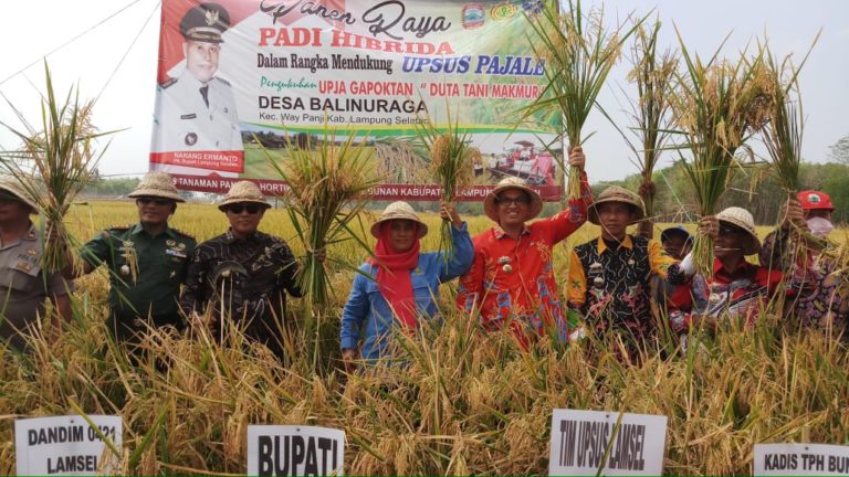 Petani Lampung Panen Perdana Padi 200 Hektar di Musim Kemarau