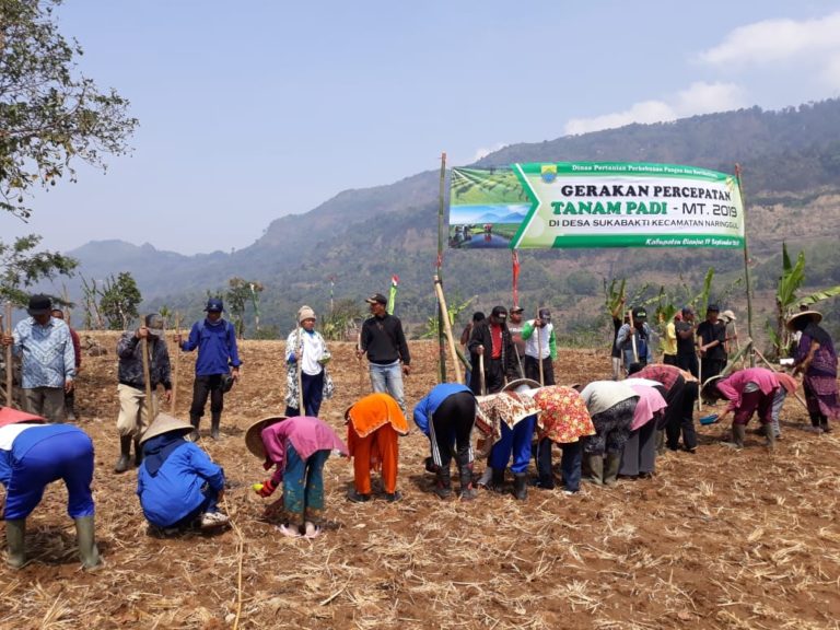 Petani Sukabakti Cianjur Jadi Percontohan Tanam Padi Saat Kemarau