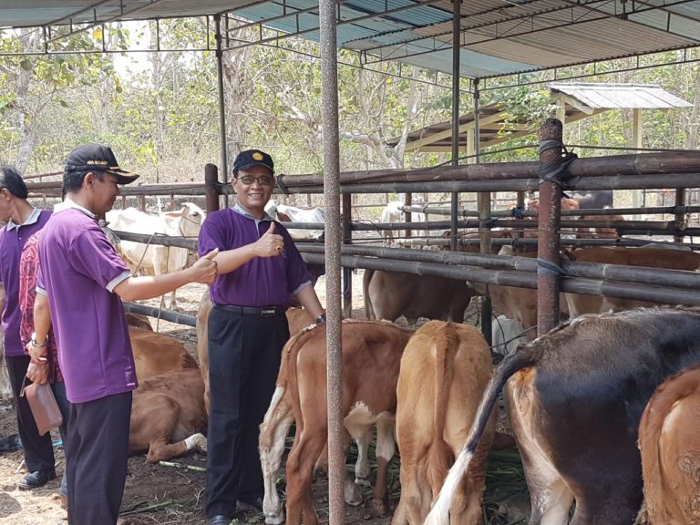 Kementan Optimis Target Swasembada Daging Sapi 2026 Tercapai