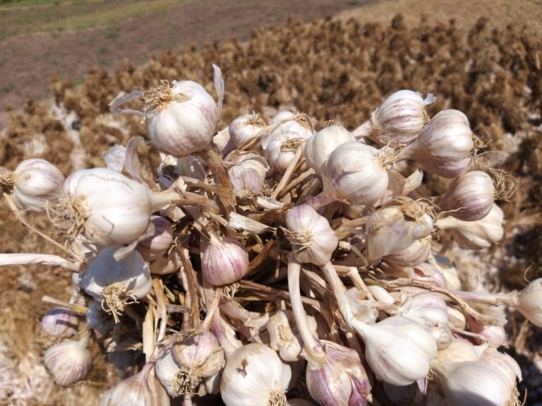 Deteksi Dini Kualitas Benih Bawang Putih dengan Ladorfisio