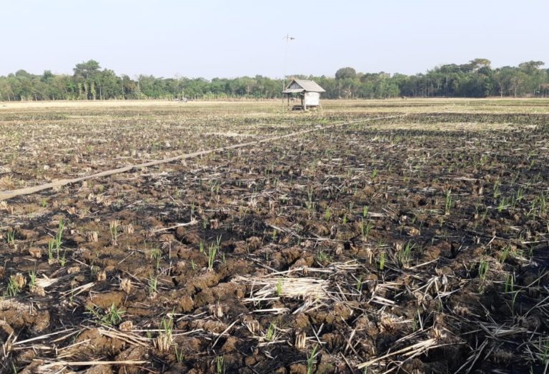 Program Padi Gogo Sawah Kementan Motivasi Petani Subang