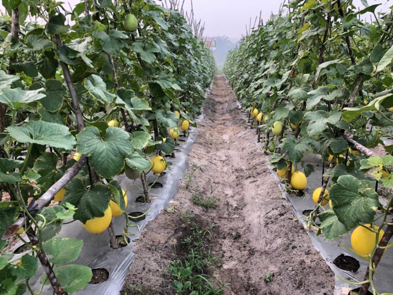 Buka Lahan Tanpa Dibakar, Petani Riau Kembangkan Hortikultura