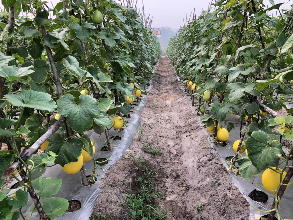 Buka Lahan Tanpa Dibakar, Petani Riau Kembangkan Hortikultura